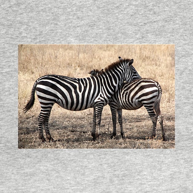 Plains Zebra, Serengeti National Park, Tanzania by Carole-Anne